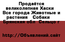 Продаётся великолепная Хаски - Все города Животные и растения » Собаки   . Брянская обл.,Сельцо г.